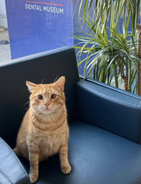 🐾 Uluslararası Kedi Günü 🐾